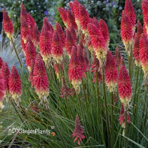 'Rocket's Red Glare' PYROMANIA™ Collection