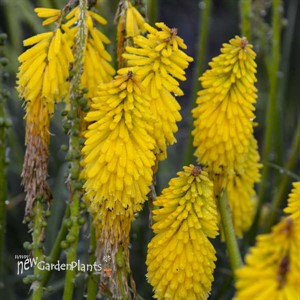 Kniphofia 'Solar Flare' PYROMANIA Collection