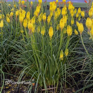 Kniphofia 'Solar Flare' PYROMANIA Collection