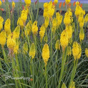 Kniphofia 'Solar Flare' PYROMANIA Collection