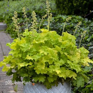 Heuchera 'Twist of Lime' 