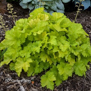 Heuchera 'Twist of Lime' 