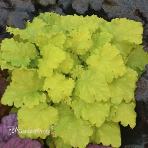 Heuchera 'Twist of Lime' 