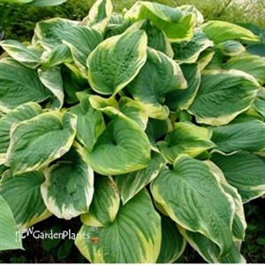 'Fragrant Dream' Hosta