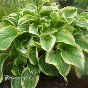'Fragrant Dream' Hosta