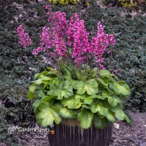 Heuchera 'Timeless Glow' Timeless Collection