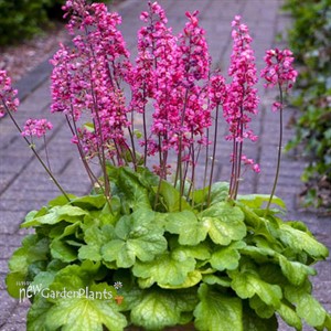 Heuchera 'Timeless Glow' Timeless Collection