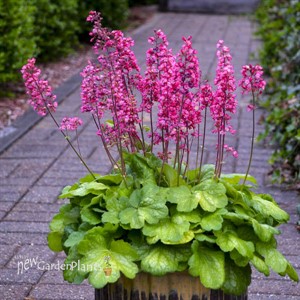 Heuchera 'Timeless Glow' Timeless Collection