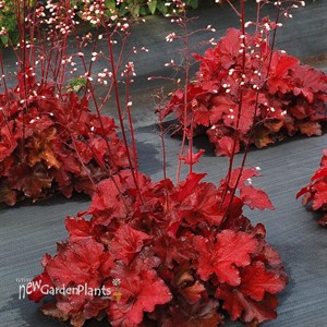 Heuchera FOREVER Red