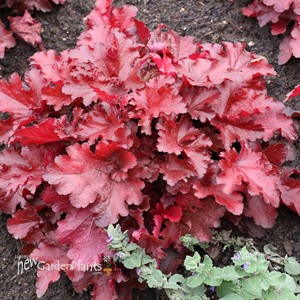 Heuchera FOREVER Red