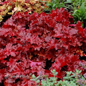 Heuchera FOREVER Red