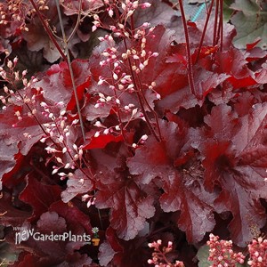 Heuchera FOREVER Red