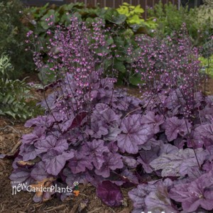 Heuchera 'Pink Panther' 