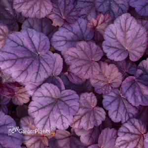Heuchera 'Pink Panther' 