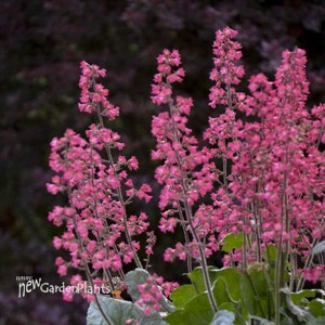 Heuchera 'Spearmint' DOLCE series