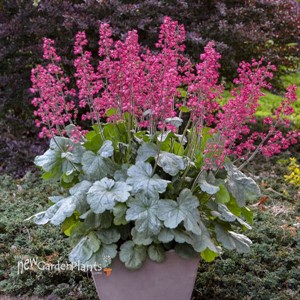 Heuchera 'Spearmint' DOLCE series