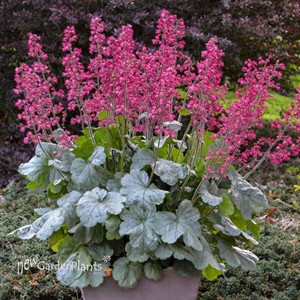 Heuchera 'Spearmint' DOLCE series