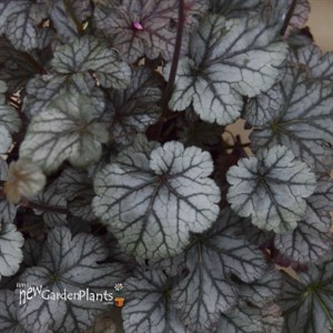 Heuchera 'Timeless Treasure' Timeless Collection