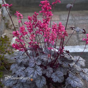 Heuchera 'Timeless Treasure' Timeless Collection