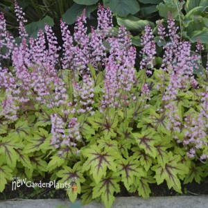 Heucherella 'Eye Spy' FUN AND GAMES Collection