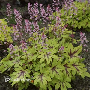 Heucherella 'Eye Spy' FUN AND GAMES Collection