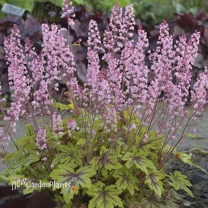 Heucherella 'Eye Spy' FUN AND GAMES Collection