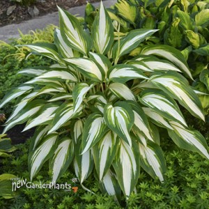 'Cool as a Cucumber'