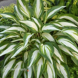 'Cool as a Cucumber'