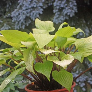 Hosta 'Designer Genes'