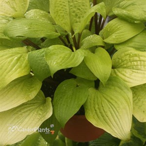 Hosta 'Designer Genes'