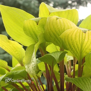 Hosta 'Designer Genes'
