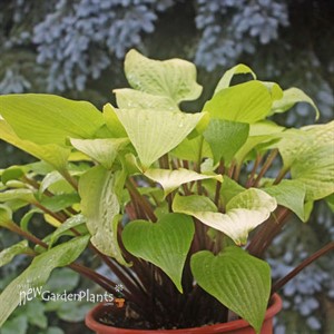 Hosta 'Designer Genes'