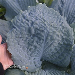 Hosta 'Diamond Lake' SHADOWLAND Collection