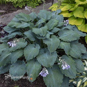 Hosta 'Diamond Lake' SHADOWLAND Collection