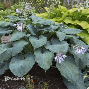 Hosta 'Diamond Lake' SHADOWLAND Collection