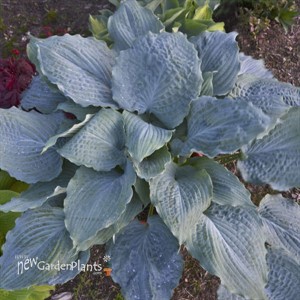 Hosta 'Diamond Lake' SHADOWLAND Collection