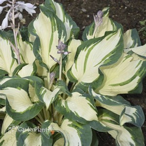 Hosta 'Hans'