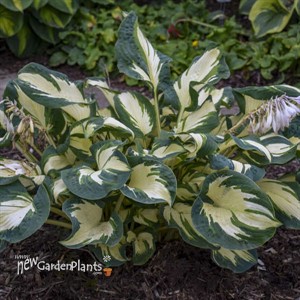 Hosta 'Hans'