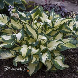 Hosta 'Hans'