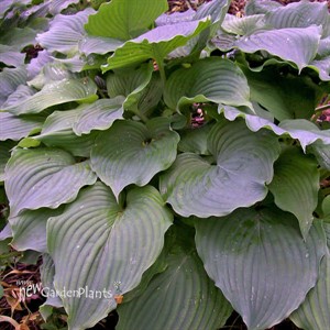 Hosta 'Komodo Dragon'