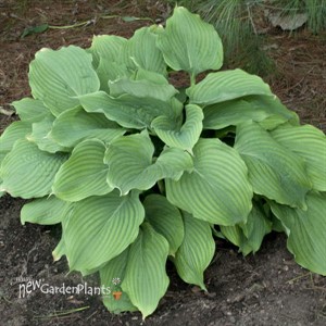 Hosta 'Komodo Dragon'