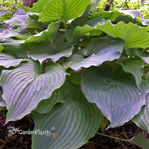 Hosta 'Komodo Dragon'