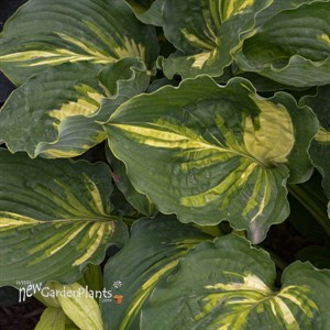 Hosta 'Lakeside Paisley Print'