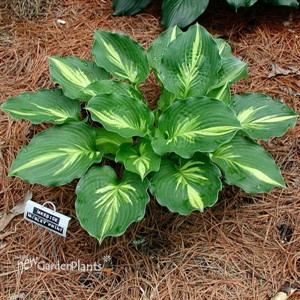 Hosta 'Lakeside Paisley Print'
