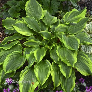 Hosta 'One Last Dance'
