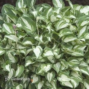 Hosta 'Pandora's Box'