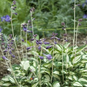 Hosta 'Pandora's Box'