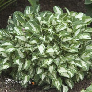 Hosta 'Pandora's Box'