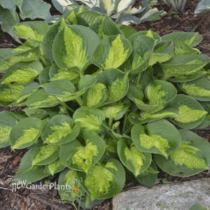 Hosta 'Pocketful of Sunshine' 
