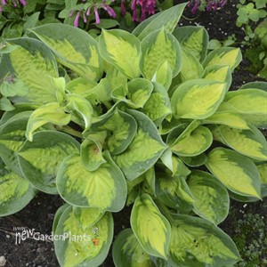 Hosta 'Pocketful of Sunshine' 